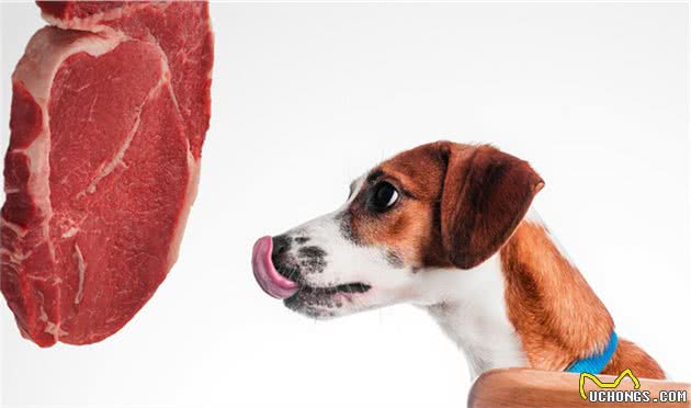 狗狗吃生肉好吗？主人应该如何准备食材？