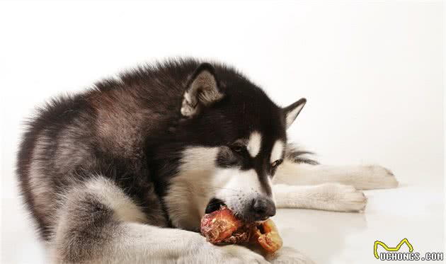 狗狗吃生肉好吗？主人应该如何准备食材？