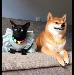 主人给猫咪打扮得花枝招展，却只给柴犬一条项链，狗：真会敷衍我