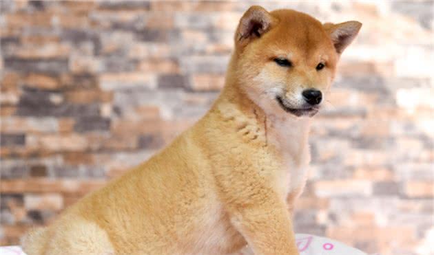 训练篇：柴犬一生最佳的训练时间，请你好好“把握”