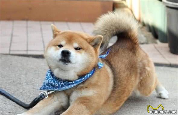 训练篇：柴犬一生最佳的训练时间，请你好好“把握”