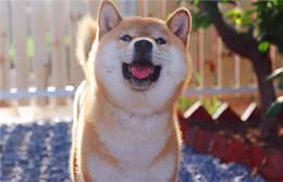 训练篇：柴犬一生最佳的训练时间，请你好好“把握”
