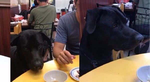 贪吃狗狗盯上牛肉火锅店，被请一次后次次趴桌讨肉吃，霸道又狗腿