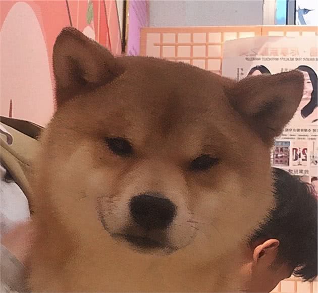 500买个柴犬可能吗？为什么大家都说是串串？