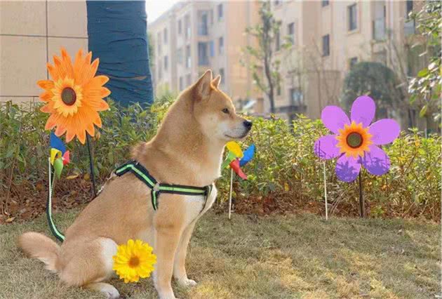 500买个柴犬可能吗？为什么大家都说是串串？