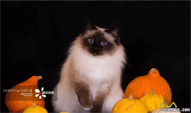 猫咪品种大盘点8：布偶猫