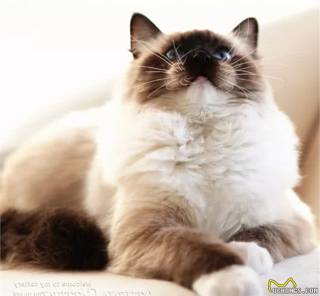 猫咪品种大盘点8：布偶猫