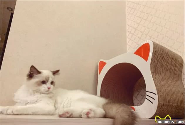 猫咪品种大盘点8：布偶猫
