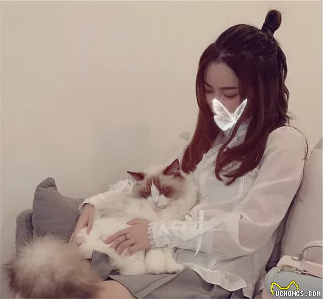 猫咪品种大盘点8：布偶猫