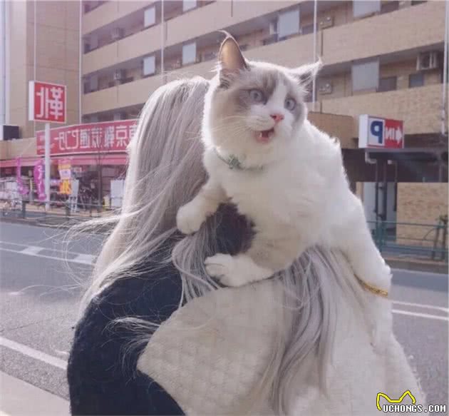 猫咪品种大盘点8：布偶猫