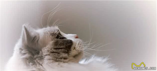 猫咪品种大盘点8：布偶猫