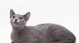 给大家介绍俄罗斯蓝猫