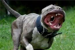 狗狗哪些部位最“脆弱”，遇到恶犬扑来，打它哪里最有效？