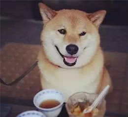 家有爱犬寒冬到，保暖工作有妙招