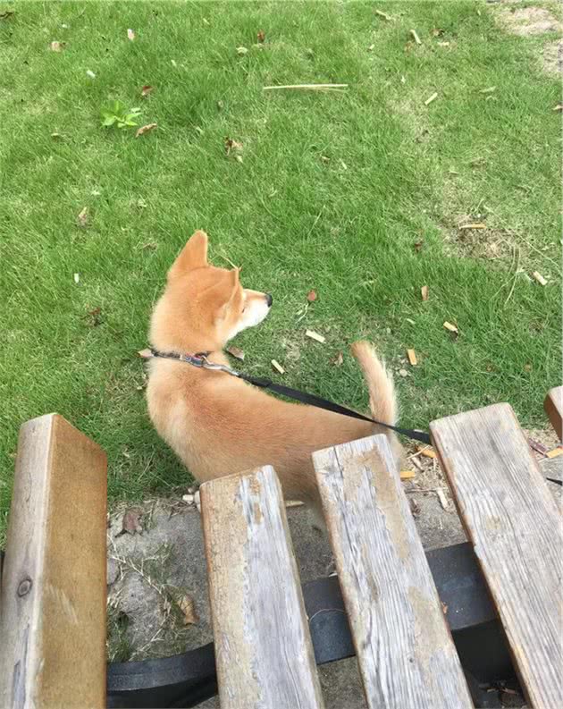 狗狗出门不肯排便，铲屎官很苦恼，应如何解决呢？