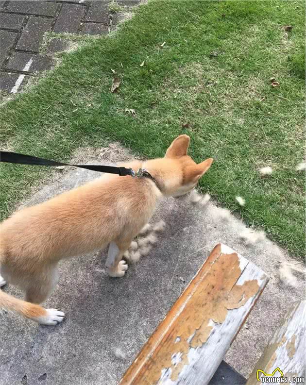 狗狗出门不肯排便，铲屎官很苦恼，应如何解决呢？