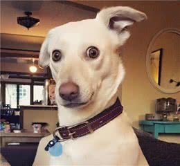 狗狗犯错后的“戏精”反应，说不定你家的狗也有