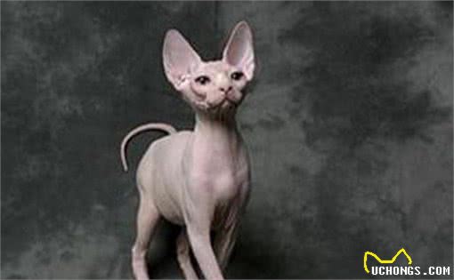 世界最温顺的猫排名榜加菲猫排名前列