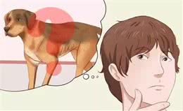 如何延迟狗狗的寿命