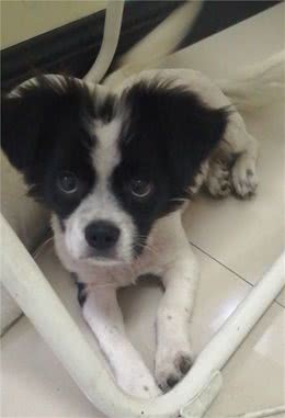 刚到家的狗崽一周内不能做的那些事