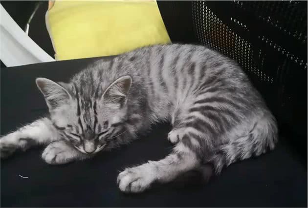 家里有只让人又爱又恨的猫咪—它叫布丁