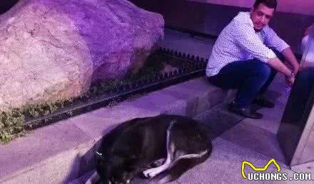 这里是流浪猫狗的天堂，很多人慕名前去撸猫逗狗