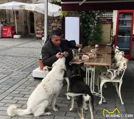 这里是流浪猫狗的天堂，很多人慕名前去撸猫逗狗