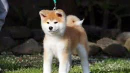 秋田犬的性格特点，你知道吗？
