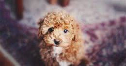 幼犬拉屎带水怎么回事