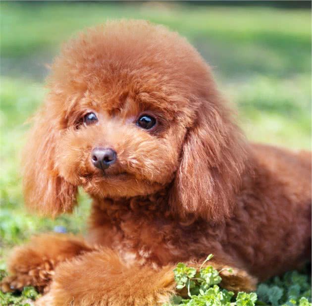 饲养泰迪犬之前，这5件事，建议先了解清楚