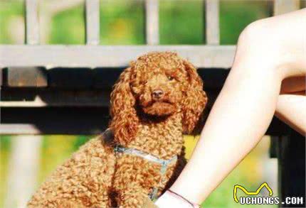 饲养泰迪犬之前，这5件事，建议先了解清楚