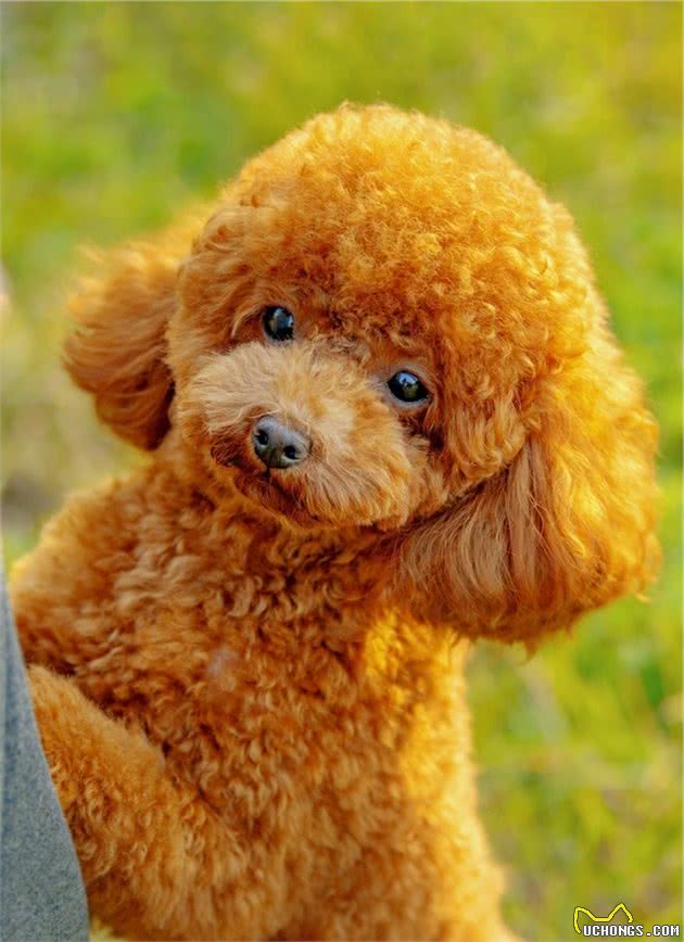 饲养泰迪犬之前，这5件事，建议先了解清楚