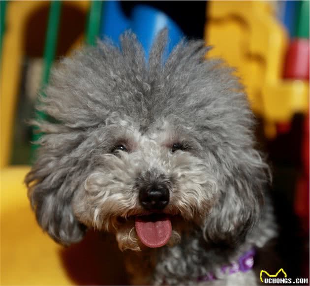 饲养泰迪犬之前，这5件事，建议先了解清楚