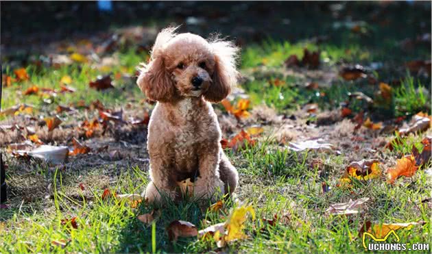 饲养泰迪犬之前，这5件事，建议先了解清楚