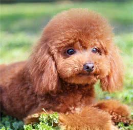 饲养泰迪犬之前，这5件事，建议先了解清楚