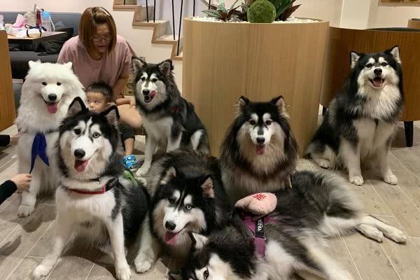 女子家养7条雪橇犬，有一条是哈士奇，你能分辨出来吗？