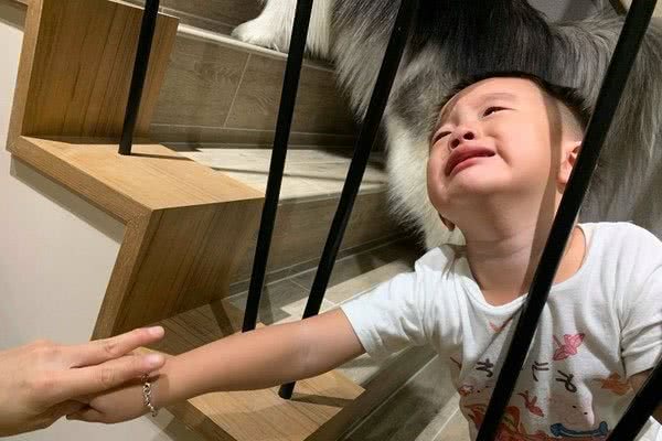 女子家养7条雪橇犬，有一条是哈士奇，你能分辨出来吗？