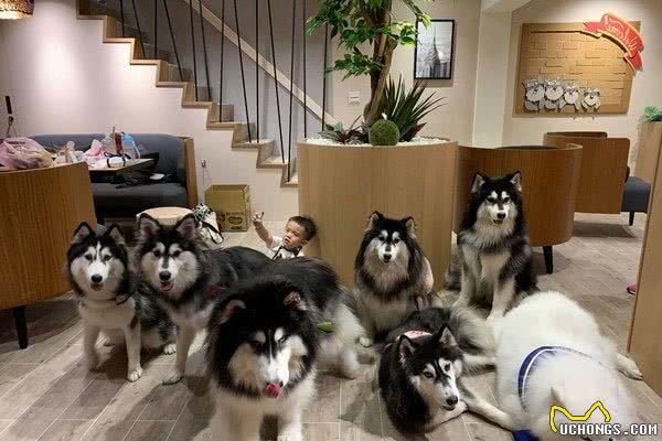 女子家养7条雪橇犬，有一条是哈士奇，你能分辨出来吗？