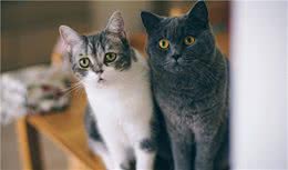 英国短毛猫最受欢迎的几种颜色，有你家的吗？