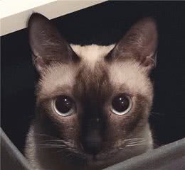 暹罗猫冬天更“糊”了？别大惊小怪，它们本来就是“猫界变色龙”