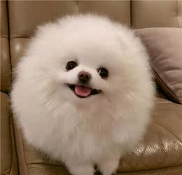 话少不爱叫、吃得还少的6种“小型犬”，你真不想养一只吗？
