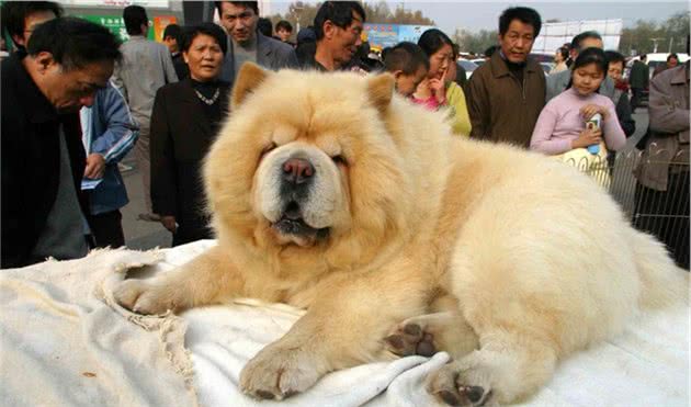松狮犬有这5个特征，说明你养的是纯种的，你家的占了几个？