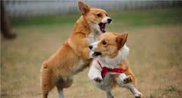 狗狗受伤要做好以下几点