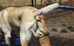 狗狗一相遇就互相嗅闻到底是为了什么？