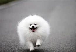 博美犬为什么掉毛？引起掉毛的4大原因你知道吗？