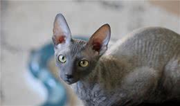 9种适合家养的“小”猫咪，第一名是英短还是田园？
