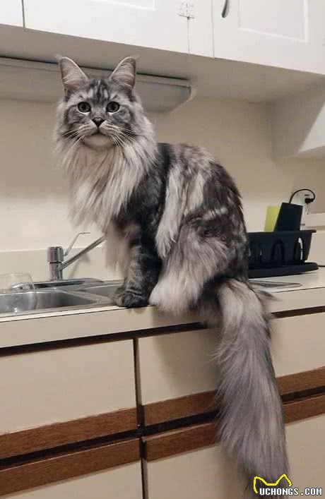 缅因猫基础知识手册