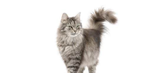 天生的王者-缅因猫，文末还有关于它的7个冷门知识