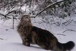 天生的王者-缅因猫，文末还有关于它的7个冷知识