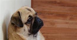 安爸告诉您狗狗为什么不能吃得太咸